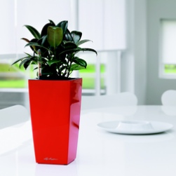 office-plants-rent-london-ficus