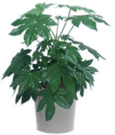 office plants fatsia japonica