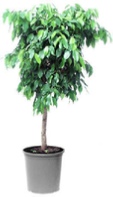 Ficus-Benjamina-office-plants
